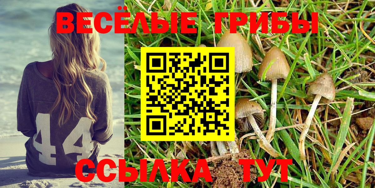 Псилоцибиновые грибы Psilocybine cubensis Сочи
